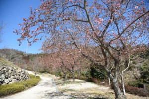 20170302サクラ　カワヅザクラ (河津桜) (1)